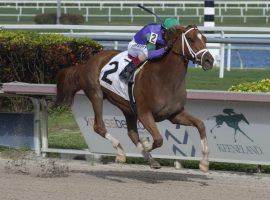 Spice is Nice, seen her breaking her maiden at Aqueduct last year, has the pedigree to run 1 1/4 miles. But does she have the class to run with standouts such as Swiss Skydiver? (Image: Ryan Thompson/Coglianese Photo)