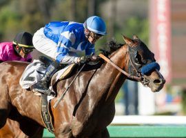 Thousand Words earned Bob Baffert his 3,000th career victory at the Robert B. Lewis in February. His Kentucky Derby futures odds fell to 12/1 after he won his first race since capturing the Lewis. (Image: Benoit Photo)