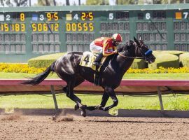 Uncle Chuck reminds his trainer Bob Baffert of another late-blooming 3-year-old: the late Arrogate. Uncle Chuck attempt to repeat Arrogate's dominant Travers Stakes performance Saturday at Saratoga. (Image: Benoit Photo)