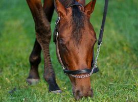 Considered the Kentucky Derby's second favorite, Art Collector will miss the Run for the Roses after suffering a minor injury during a Monday gallop. (Image: Eric Crawford)