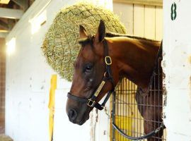 King Guillermo will miss the Kentucky Derby due to a fever. Trainer Juan Carlos Avila tweeted, "He is happy and we are very sad but proud to take care of him." (Image: Churchill Downs)