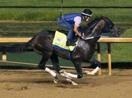 Max Player's owner said he looked like a hose who wanted to keep running. He'll make his next appearance in the Preakness Stakes. (Image: Coady Photgraphy)