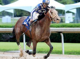 Mr. Big News made big news with his 46/1 Oaklawn Stakes win and his third in the Kentucky Derby at 46/1. Oddsmakers took notice, setting him at 14/1 for Saturday's Preakness Stakes. (Image: Coady Photography)