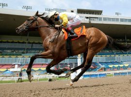 At 8/1, Marine Stakes winner Shirl's Speight offers high-flying value in his first Grade 1 race. (Image: Kevin Burns Photography)