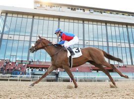 Swiss Skydiver will be the first filly running the Preakness Stakes in six years. (Image: Coady Photography)