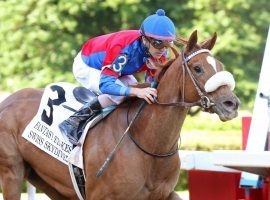 Fillies, colts, it really doesn't matter who Swiss Skydiver runs against. Trainer Kenny McPeek is considering entering the filly in the Preakness Stakes. (Image: Coady Photography)