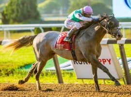 Woodward Stakes favorite Tacitus breezed to an 8 1/4-length victory in July's Grade 2 Suburban. But can he finally break through in a Grade 1 event? (Image: Sue Kawczynski/Eclipse Sportswire)