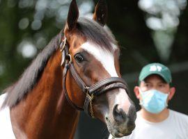 Tiz the Law brings that placid demeanor everywhere but the starting gate. It's one reason he's the favorite to win Saturday's 146th Kentucky Derby. (Image: Churchill Downs)