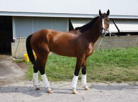 Who says horses don't play to the camera? Authentic's playful side came out earlier this year outside his barn. Just don't expect him to play around at Pimlico during Saturday's Preakness Stakes. (Image: MyRacehorse.com)