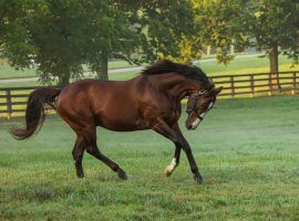 The playful Into Mischief is all business in the breeding shed. The sire of Kentucky Derby champion Authentic will command a $225,000 stud fee in 2021. (Image: Coyle Photo/Spendthrift Farm)