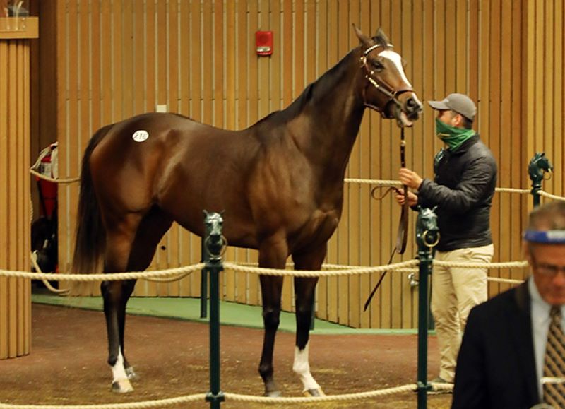 Concrete Rose-Keeneland Sale