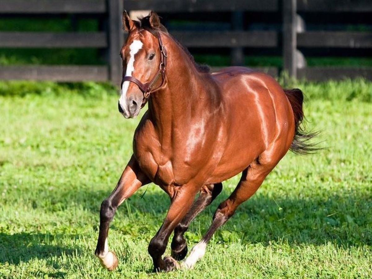 Into Mischief-Breaks Sire Record