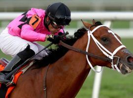 Maximum Security won 10 of his 14 races, including six in a row at one point. He retires with more than $12.4 million in career earnings and a wild career of ups and downs. (Image: Matthew Stockman/Getty)