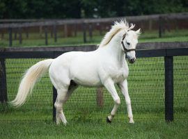 Will this be the year super sire Tapit finally fathers a Kentucky Derby winner? You can bet on this through the Kentucky Derby Sire Future Wager. (Image: Gainesway Farm)