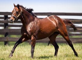 Awesome Again sired 14 Grade 1 stakes winners and progeny who earned more than $98 million. A great racehorse in his own right, Awesome Again died Tuesday at 26. (Image: Adena Springs)