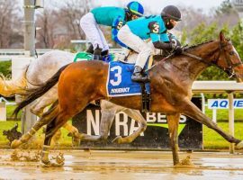 Brooklyn Strong splashed home by a neck in Saturday's Grade 2 Remsen Stakes at Aqueduct. This earned the 2-year-old gelding an odds cut on both Circa Sports and William Hill Nevada's Kentucky Derby Futures Boards. (Image: Eclipse Sportswire)