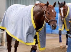 Charlatan returns to action for the first time in seven months on a stakes-packed opening day at Santa Anita Park. (Image: Horsephotos)