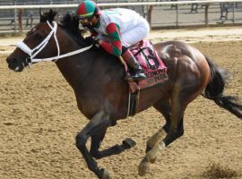 Firenze Fire, seen here winning the True North Stakes at Belmont Park, owns two victories at Aqueduct. He's a strong contender for Saturday's Cigar Mile at the Big A. (Image: Chelsea Durand/NYRA)