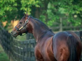 Not even his most devoted supporters saw Into Mischief enter the 2020s as North America's top stallion. The sire of Kentucky Derby winner Authentic captured that honor for the second consecutive year in a runaway. (Image: Coyle Photography/Spendthrift Farm)