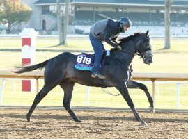 Outadore led the Breeders' Cup Juvenile Turf until the final eighth. He makes his dirt debut in Friday's Springboard Mile at Remington Park. (Image: Coady Photography)