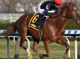 Performer is 5-for-6 lifetime, including his lone graded stakes victory last year in the Discovery Stakes at Aqueduct. He is the 7/5 morning line favorite to win the Grade 1 Cigar Mile. (Image: Coglianese Photo)