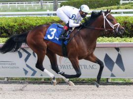 Prime Factor became a prime Kentucky Derby futures bet after he and Irad Ortiz Jr. blitzed a Gulfstream Park maiden field by 7 3/4 lengths. (Image: Ryan Thompson/Coglianese Photo)
