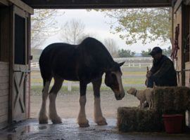 "Lost Puppy" was Budweiser's 2015 Super Bowl ad. (Image: Anheuser-Busch)