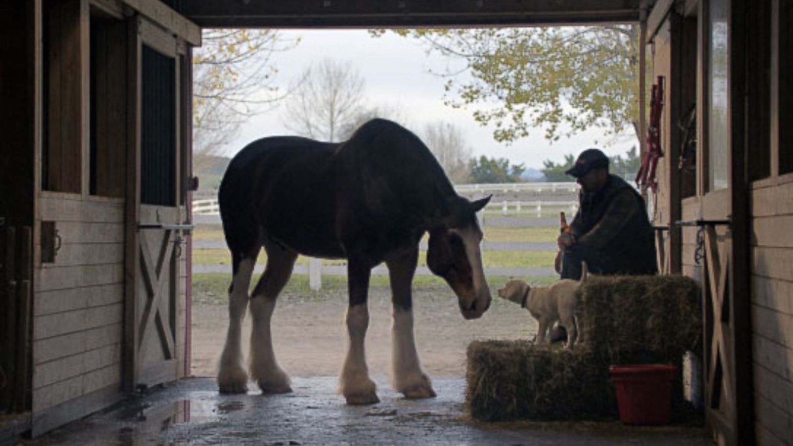 Budweiser paired Clydesdales with a puppy for a number of Super Bowl ads