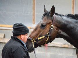 In three races, Caddo River hasn't finished worse than second. He won his last race before Friday's Smarty Jones Stakes by more than a nose -- 9 1/2 lengths. (Image: Robert Yates)