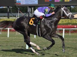 Colonel Liam put on stars with this resounding Tropical Park Derby victory last month. He is the 7/2 morning-line favorite in the $1 million Pegasus World Cup Turf. (Image: Lauren King/Coglianese Photos)