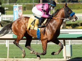 Concert Tour broke his maiden in impressive fashion last weekend at Santa Anita Park. That broke in the Bob Baffert-trained colt on both Circa Sports and William Hill Nevada's Derby futures boards. (Image: Benoit Photo)