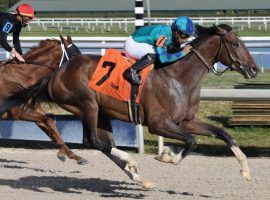 Greatest Honour already owns a 1 1/16-mile victory from December. He is the 5/2 favorite to win a deep Holy Bull Saturday at Gulfstream Park. (Image: Lauren King/Gulfstream Park)