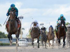 Greatest Honour (left) captured Saturday's Holy Bull at Gulfstream Park by 5 3/4 lengths. His Kentucky Derby futures odds plummeted as a result. (Image: Coglianese Photos)