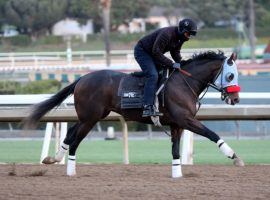 Hot Rod Charlie is one of two Doug O'Neill horses in the Saturday's Robert B. Lewis field. He's seeking a repeat of his out-of-nowhere second as a 94/1 longshot in the Breeders' Cup Classic. (Image: Horsephotos)