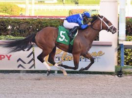 The versatile Mutasaabeq owns stakes victories on turf and dirt -- like this one in the Mucho Macho Man Stakes. The colt suffered a minor shin injury during a workout that takes him off the Kentucky Derby Trail. (Image: Lauren King, Coglianese Photos)