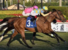 Ride a Comet outdueled Casa Creed down the Gulfstream Park stretch to win the Tropical Turf last weekend. Duplicating that in the Grade 1 Pegasus Turf Invitational will be a much bigger ask for the 6-year-old. (Image: Lauren King/Coglianese Photos)