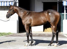 Bob Baffert trains Bezos, which is all Derby futures bettors need to hear. The colt makes his anticipated debut today at Santa Anita Park. (Image: Siena Farm)