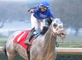 After their resounding Southwest Stakes victory, Essential Quality and Luis Saez point to either the Blue Grass Stakes at Keeneland or the Arkansas Derby at Oaklawn. (Image: Coady Photography)