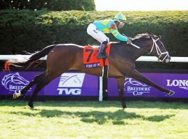Fire At Will proved he is great on grass with this Breeders' Cup Juvenile Turf win. Can he give favorite Greatest Honour a dirt duel in Saturday's Fountain of Youth? (Image: Coady Photography)
