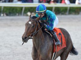 One of the Kentucky Derby futures favorites, Greatest Honour is the 9/5 morning-line favorite to win Saturday's Grade 2 Fountain of Youth at Gulfstream Park. (Image: Ryan Thompson/Coglianese Photography)