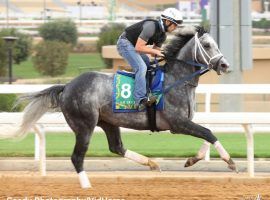 Knicks Go just likes to go, as he did during this Thursday workout before Saturday's $20 million Saudi Cup. The 5-year-old standout nearly retired last year. (Image: Coady Photography/VidHorse)
