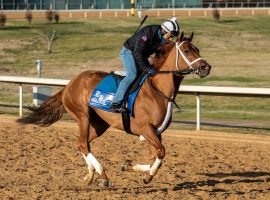 Monomoy Girl warms up for Sunday's Bayakoa Stakes at Oaklawn Park. She goes for her 14th win in 16 races as a prohibitive favorite. (Image: Coady Photography)