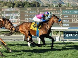 Mucho Unusual usually does well at Santa Anita, where she owns six of her seven career victories. She leads a strong 10-deep field in Saturday's Grade 2 Buena Vista Stakes. (Image: Benoit Photo)
