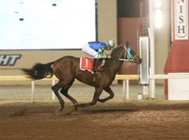 Senor Buscador brings a flair for the late dramatic to his races. He's come from way back to win both his races, but faces a tougher field in Saturday's Risen Star Stakes at Fair Grounds. (Image: Dustin Orona Photography)