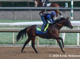 Tarantino, seen here in an October workout, finished a solid second in the Grade 3 Holy Bull. That earned him a prominent odds cut on this week's Kentucky Derby futures boards. (Image: Ernie Belmonte)