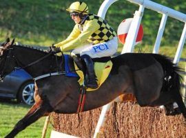 Al Boum Photo and rider Paul Townend seek their third consecutive Gold Cup in Friday's Cheltenham Festival's Gold Cup. (Image: Healy Racing)