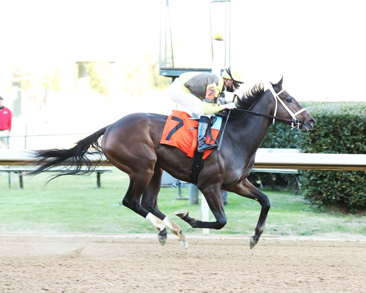 Caddo River-Rebel preview