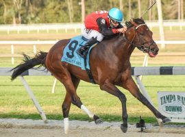 Candy Man Rocket held on for a length victory in last month's Sam F. Davis Stakes. He'll need a better finishing kick to prevail in Saturday's Tampa Bay Derby. (Image: SV Photography)