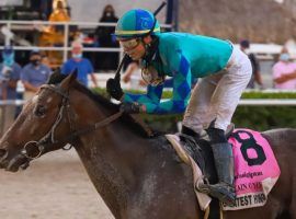 After winning the Holy Bull and the Fountain of Youth here, Greatest Honour goes for the Gulfstream Park Kentucky Derby prep hat-trick in Saturday's Florida Derby. (Image: Coglianese Photo)