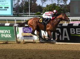 Highly Motivated makes his anticipated 2021 debut in Saturday's Gotham Stakes at Aqueduct. (Image: Coglianese Photos)